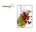 CASTAWAY CATFISH 60